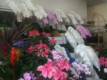 「きくち生花店」　（茨城県高萩市）の花屋店舗写真2